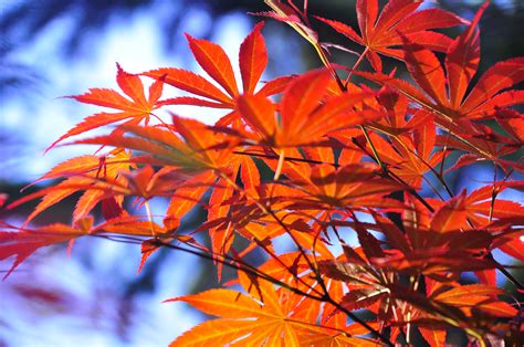 枫叶秋季叶子红色着色光明秋天的颜色丰富多彩图片免费下载_自然风景素材免费下载_办图网