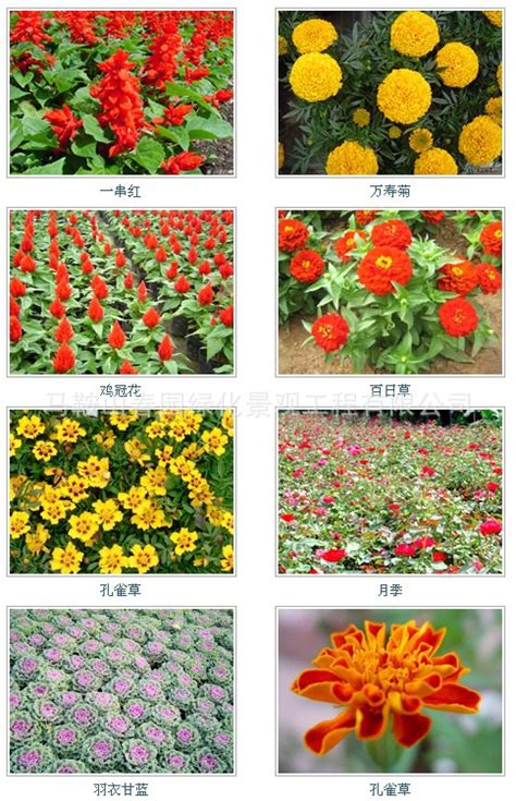 花卉图片和名称大全,花草,名字_大山谷图库