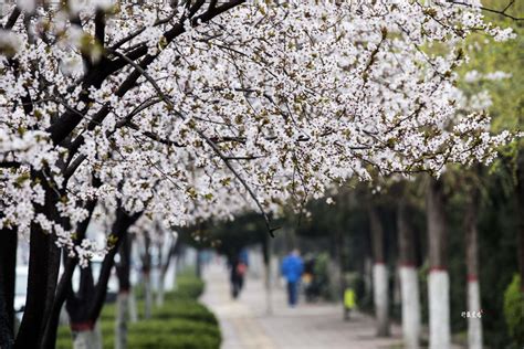 春天里的陕西 | 西安城南踏青好去处！ 来樊川公园拍花海大片 - 西部网（陕西新闻网）