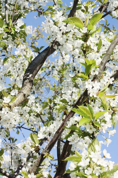 花园里开着美丽的白花的树高清图片下载-正版图片504351924-摄图网