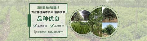 云南（大理）园林绿化苗圃基地建设经验交流会 - 云南省花卉协会