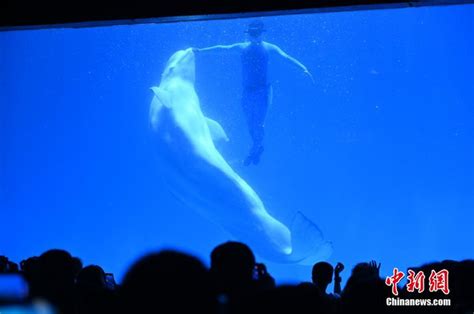 沈阳：白鲸表演吸引游客_新浪图片