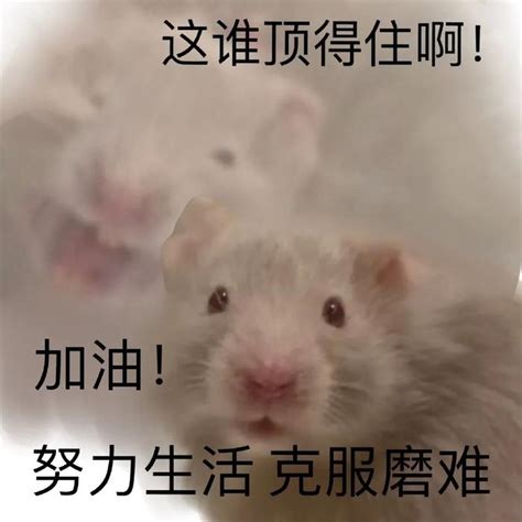 金色鼠鼠图片