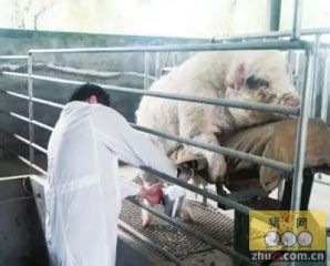 中国原种猪有哪些品种？ - 惠农网