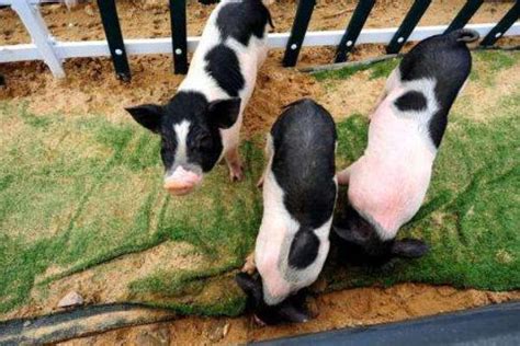 小香猪多少钱一只，附养殖成本利润分析 - 农敢网