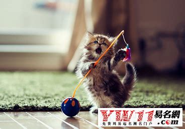 喜庆的宠物猫名 - 搞笑的宠物猫名字 - 香橙宝宝起名网