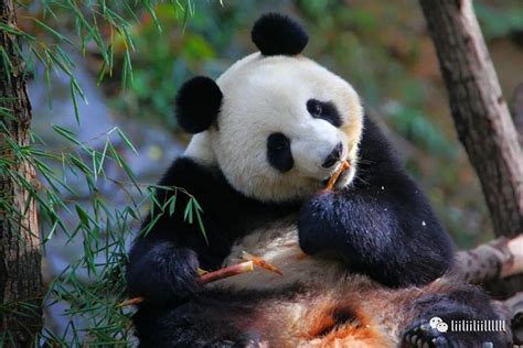 2024红山森林动物园门票价格及景点介绍(附购票入口+优惠政策)|南京红山森林动物园|南京动物园|南京野生动物园|南京萌宠乐园-墙根网