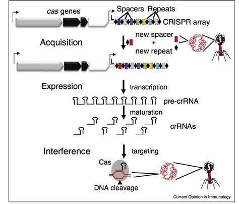 西湖大学基因编辑转化成果出炉，即将发布CRISPR优化设计系统_凤凰网