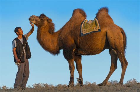 骆驼嘴里吐出的肉球是什么？看着怪异，却能帮助它们求偶 - 知乎