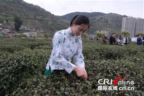 深挖文化内涵 紫阳县多点聚力打造富硒茶品牌 - 国际在线移动版
