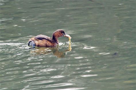 野鸭在水里游泳嘴里夹着一条鱼高清图片下载-正版图片504340014-摄图网