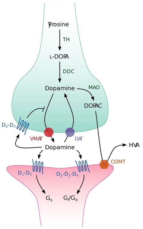 dopamine synapse – synapse dopamine fonctionnement – Brilnt