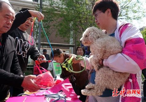 爱家宠物学校寄养训练在上海备受追捧