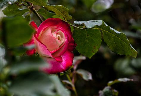 【玫瑰花开！摄影图片】玫瑰园生态摄影_老唐_太平洋电脑网摄影部落