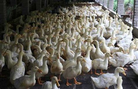 鸭鹅常用九类饲料适量搭配，家庭农场降成本_养殖一点通