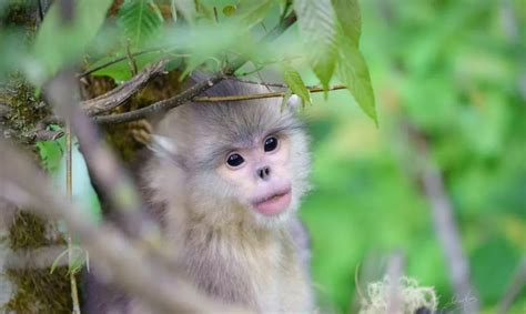 13家机构共建“滇金丝猴全境保护网络”-国际环保在线