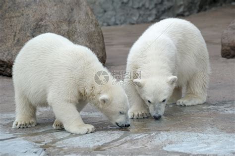 【组图】莫斯科动物园北极熊端桶喝水憨态呆萌
