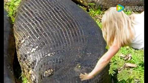 在亚马逊河发现世界上最大的蟒蛇