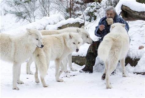 老人加入狼群40年被封狼王, 每天吃生肉, 统领狼群13年