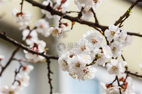 白枝树图片