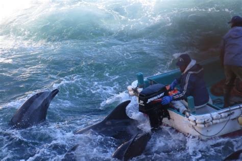 日本人杀海豚七大原因：第一杀海豚节的习俗是源头_探秘志