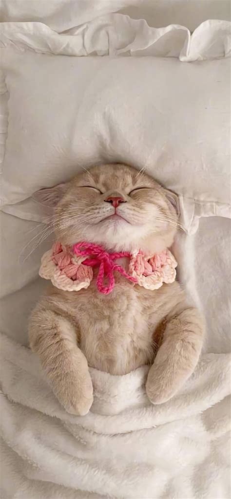 ins背景图猫图片