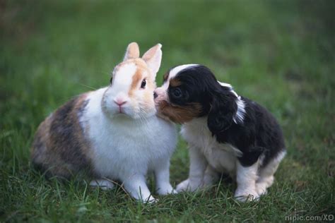 狗和兔子摄影图__家禽家畜_生物世界_摄影图库_昵图网nipic.com