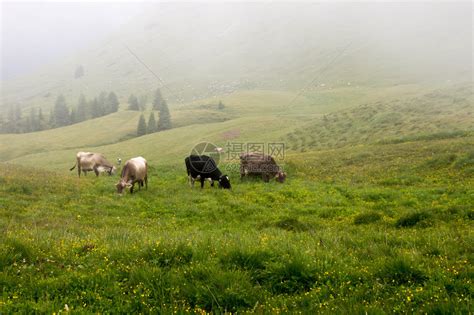俄罗斯Altai山上牧场放牧高清图片下载-正版图片503400126-摄图网