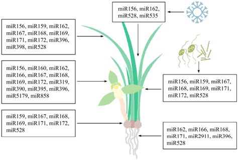 兰科植物microRNA的研究进展