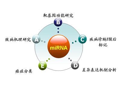 miRNA过表达-GENERAYBIO-北京靖瑞百康生物技术有限公司
