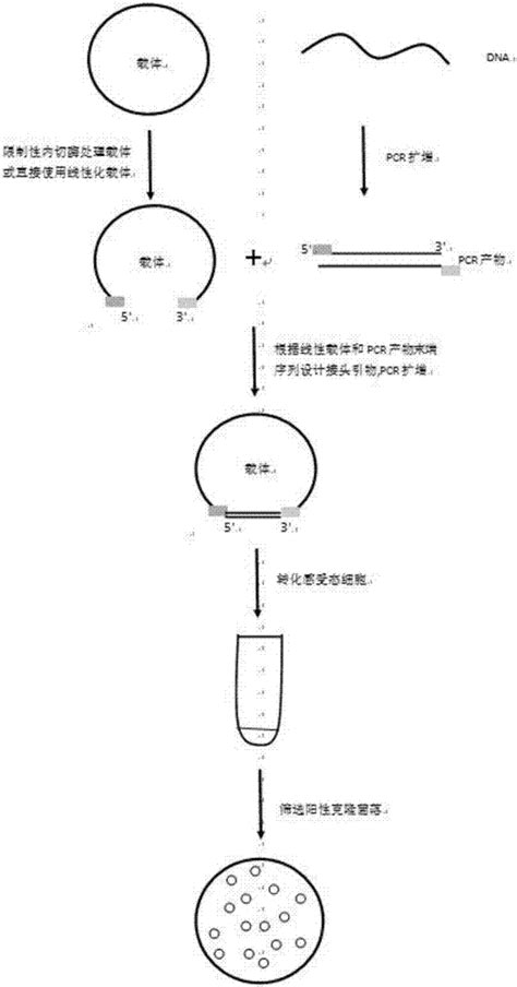 一文读懂超高连接效率的T4 DNA连接酶