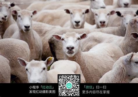 新西兰绵羊高清图片下载-正版图片500906360-摄图网