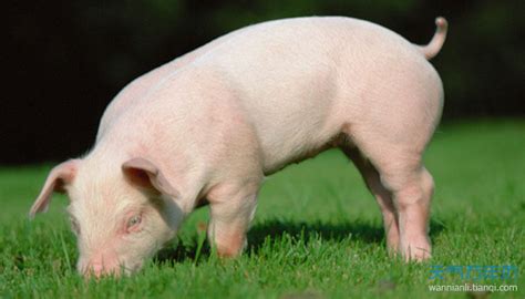 宠物猪多少钱一只-宠物猪会长大吗-宠物猪的品种