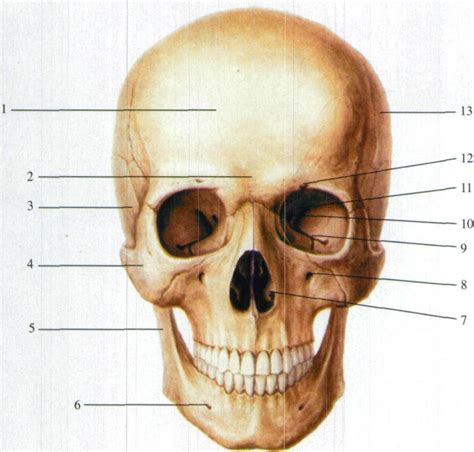 人类颅骨厚度研究的概述与展望