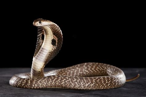 世界最大的蛇图片 世界上最大的蛇有多长_华夏智能网
