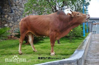 黔牛出山 风行天下丨贵州建立健全黄牛产业全产业链 - 当代先锋网 - 要闻