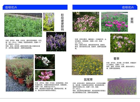 认识各种花卉名称,常见花卉图片及名称(第3页)_大山谷图库