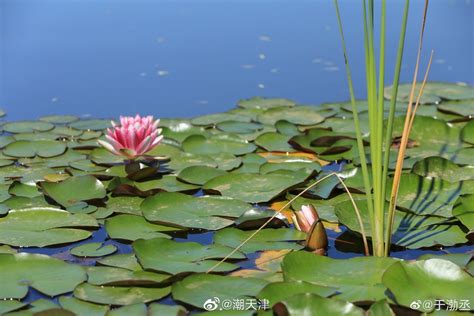 科学网—莲花独自开 - 孙宝玺的博文