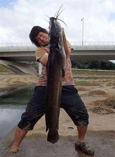 日本奇葩男子在臭水沟里钓起巨型鲶鱼，做出的鱼肉奇臭无比