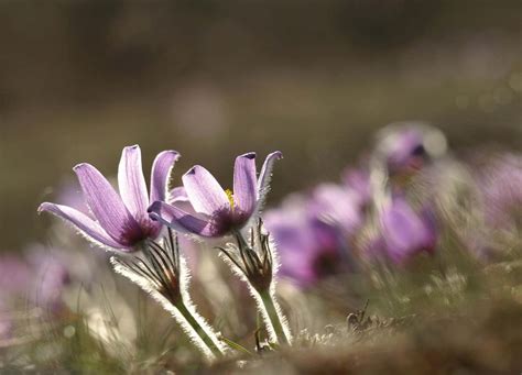 好的紫罗兰色白头翁花绽放高清图片下载-正版图片506969197-摄图网