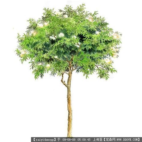 常见树的名字图片,农村常见树图片及名称,绿化树木品种大全图_大山谷图库