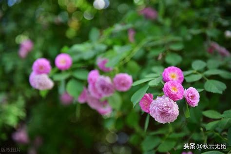 春天的蔷薇（2022158）-中关村在线摄影论坛