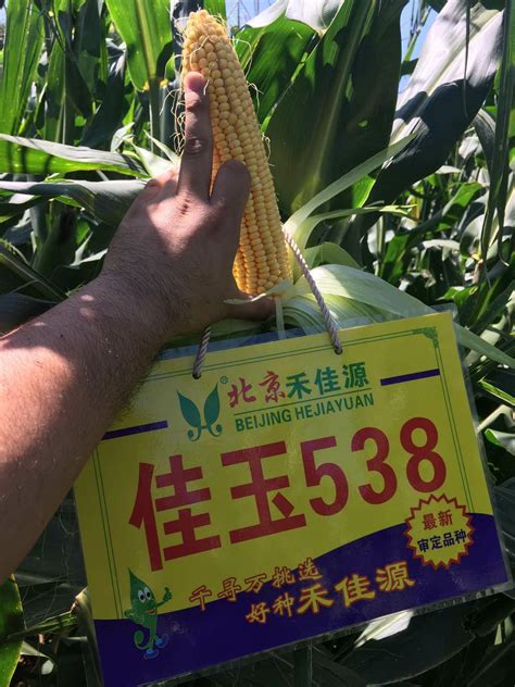玉米种子批发：如何判断种子质量的好坏呢？_北京禾佳源农业科技股份有限公司
