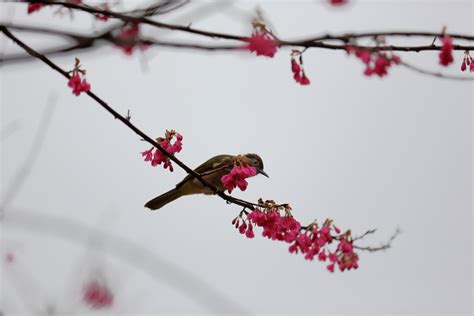 【又见春到鸟语花香摄影图片】生态摄影_太平洋电脑网摄影部落