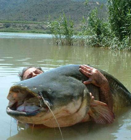 巨型虎鱼-一种来自非洲极具杀伤力的巨型食人鱼-宠物主人