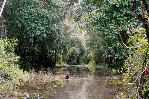 人类的禁区在哪里？研究者：亚马逊热带雨林的深处