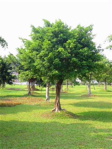 小叶榕树盆景的正确怎么养护方法，你看你养对了吗？