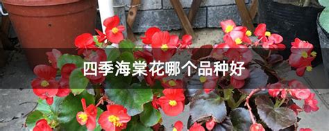 藤本月季哪个品种好养又勤花(最受欢迎的藤本月季品种推荐) - 蓝妖花园