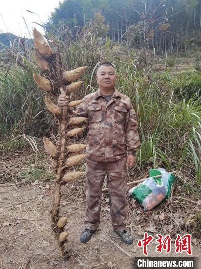 浙江景宁村民挖到“笋王”：一根竹鞭上长17颗竹笋 - 知乎
