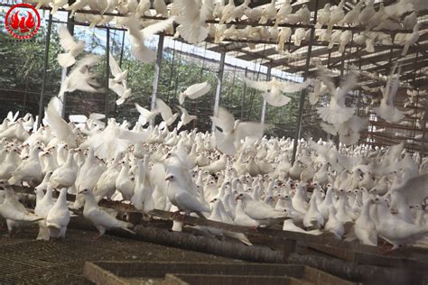 大棚养鸽注意什么，鸽舍可分为群养式和笼养式 - 农敢网